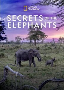 Die geheimnisvolle Welt der Elefanten Secrets of the Elephants