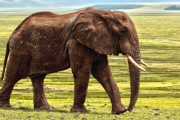 Die geheimnisvolle Welt der Elefanten Secrets of the Elephants