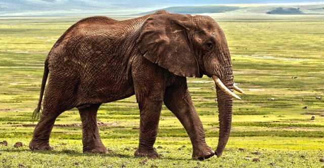 Die geheimnisvolle Welt der Elefanten Secrets of the Elephants