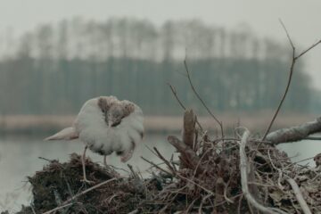 Die toten Vögel sind oben
