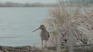 Die toten Vögel sind oben