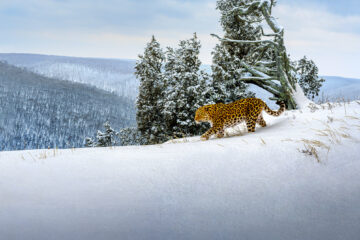 Frozen Planet Eisige Welten II