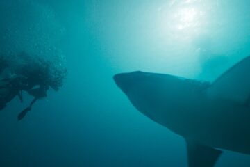 Deep Fear Tauch um dein Leben