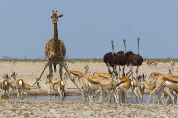 Life on Our Planet Leben auf unserem Planeten Netflix Streamen online