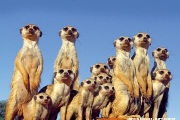 Pambara