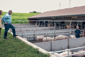 Tatort Bauernsterben TV Fernsehen Das Erste ARD Streamen online Mediathek