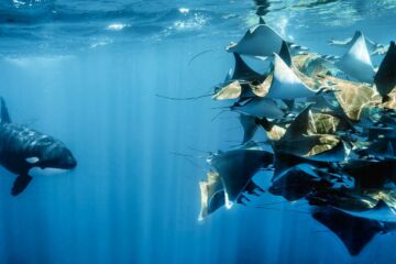 Planet Earth III Planet Erde III