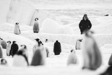 Rückkehr zum Land der Pinguine Voyage au pôle sud Antarctica Calling