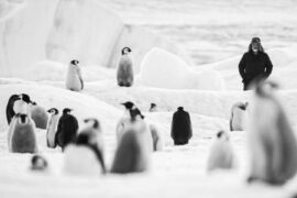 Rückkehr zum Land der Pinguine Voyage au pôle sud Antarctica Calling