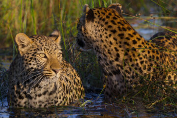 Leben mit Leoparden Living with Leopards Netflix Streamen online