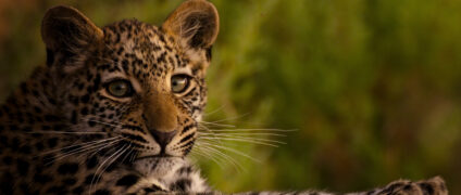 Leben mit Leoparden Living with Leopards Netflix Streamen online