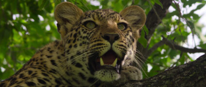 Leben mit Leoparden Living with Leopards Netflix Streamen online