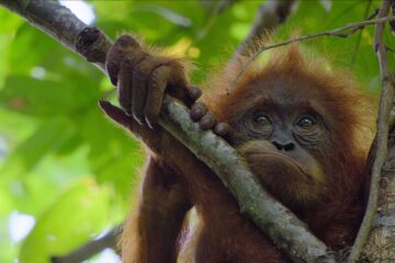 Das geheime Leben der Orang Utans Secret Lives of Orangutans Netflix Streamen online