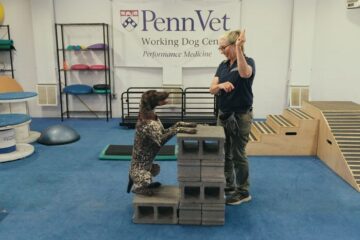 Was Hunde denken Inside The Mind Of A Dog Netflix Streamen online