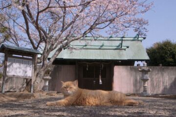 Die Katzen vom Gokogu Schrein Gogoku no neko