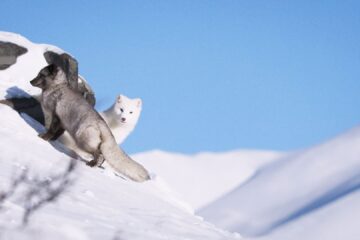 Die Abenteuer von Kina und Yuk