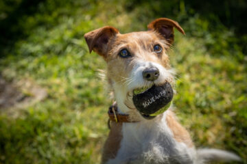 Inspector Barnaby Von Hunden und Menschen Tv Fernsehen ZDF Streamen online Mediathek Video on Demand DVD kaufen Midsomer Murders: Claws Out