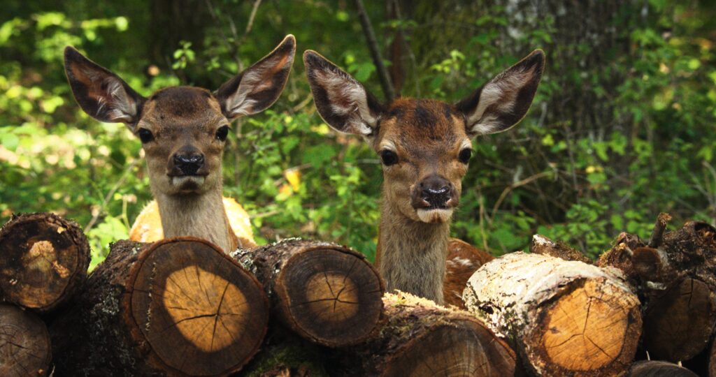 Bambi Eine Lebensgeschichte Aus Dem Walde Bambi – Eine Lebensgeschichte aus dem Walde | Film-Rezensionen.de