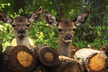 Bambi – Eine Lebensgeschichte aus dem Walde Bambi, l'histoire d'une vie dans les bois