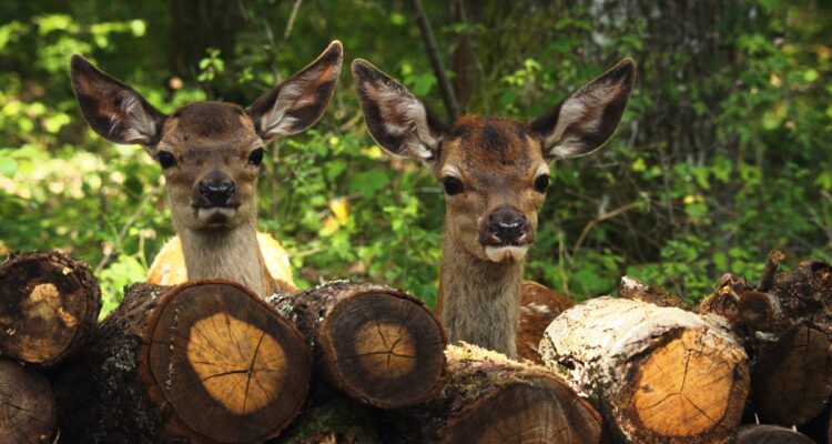 Bambi – Eine Lebensgeschichte aus dem Walde Bambi, l'histoire d'une vie dans les bois