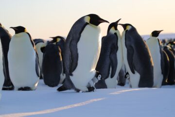 Die geheimnisvolle Welt der Pinguine Secrts of the Penguins National Geographic Disney+ Streamen online