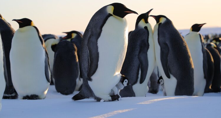 Die geheimnisvolle Welt der Pinguine Secrts of the Penguins National Geographic Disney+ Streamen online