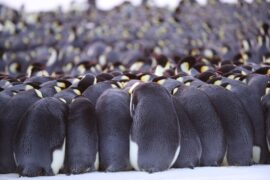 Die geheimnisvolle Welt der Pinguine Secrts of the Penguins National Geographic Disney+ Streamen online