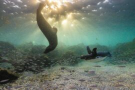 Die geheimnisvolle Welt der Pinguine Secrts of the Penguins National Geographic Disney+ Streamen online