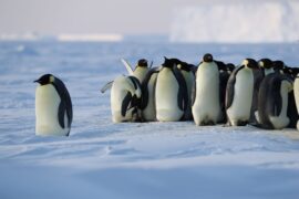 Die geheimnisvolle Welt der Pinguine Secrts of the Penguins National Geographic Disney+ Streamen online