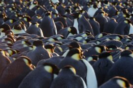 Die geheimnisvolle Welt der Pinguine Secrts of the Penguins National Geographic Disney+ Streamen online