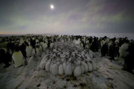 Die geheimnisvolle Welt der Pinguine Secrts of the Penguins National Geographic Disney+ Streamen online
