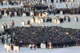 Die geheimnisvolle Welt der Pinguine Secrts of the Penguins National Geographic Disney+ Streamen online