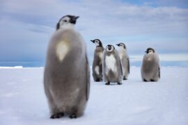Die geheimnisvolle Welt der Pinguine Secrts of the Penguins National Geographic Disney+ Streamen online