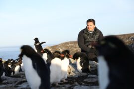 Die geheimnisvolle Welt der Pinguine Secrts of the Penguins National Geographic Disney+ Streamen online