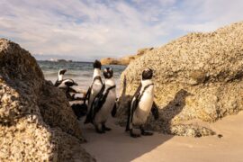 Die geheimnisvolle Welt der Pinguine Secrts of the Penguins National Geographic Disney+ Streamen online