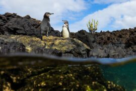 Die geheimnisvolle Welt der Pinguine Secrts of the Penguins National Geographic Disney+ Streamen online