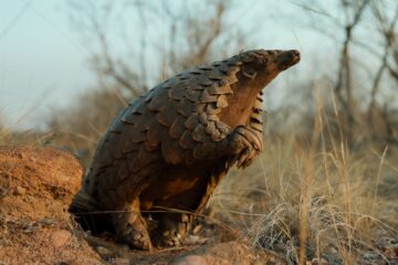Pangolin Kulus Weg Netflix Streamen online