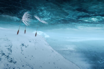 Dandelions Odyssey Planetes