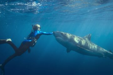 Die Haiflüsterin Shark Whisperer Netflix Streamen online