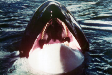 Orca, der Killerwal TV Fernsehen arte Streamen online Mediathek Video on Demand DVD kaufen