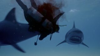 Shark Lake Tv Fernsehen Tele 5 DVD kaufen Streamen online Mediathek Video on Demand