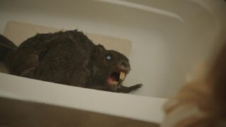 Zombiber Zombeavers