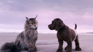 Miau und Wau Chien et chat