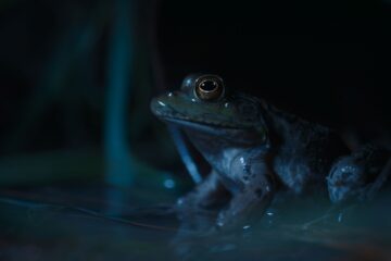 Nightmares of Nature Wilde Horrorgeschichten Staffel 1 Netflix Streamen online