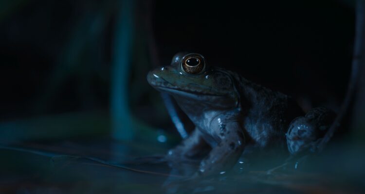 Nightmares of Nature Wilde Horrorgeschichten Staffel 1 Netflix Streamen online