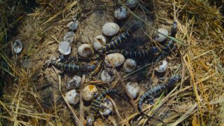 Nightmares of Nature Wilde Horrorgeschichten Staffel 1 Netflix Streamen online