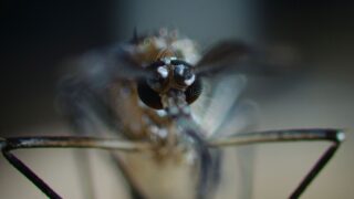 Nightmares of Nature Wilde Horrorgeschichten Staffel 1 Netflix Streamen online