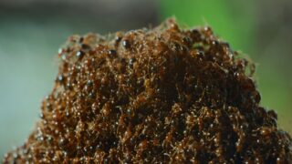 Nightmares of Nature Wilde Horrorgeschichten Staffel 1 Netflix Streamen online