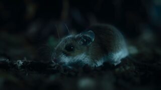 Nightmares of Nature Wilde Horrorgeschichten Staffel 1 Netflix Streamen online