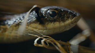 Nightmares of Nature Wilde Horrorgeschichten Staffel 1 Netflix Streamen online